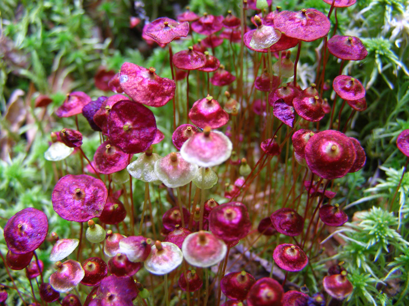 Splachnum rubrum